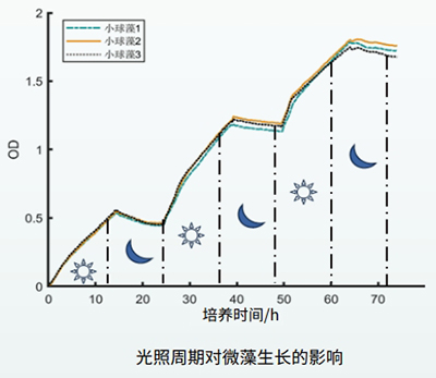 光照周期对光藻的影响